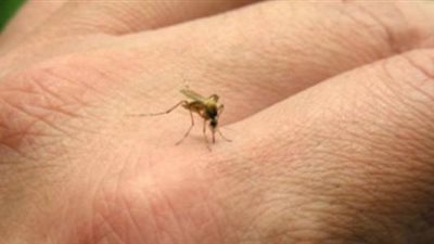 تفسير رؤية الناموس في المنام وعلاقته بالهموم والأحزان