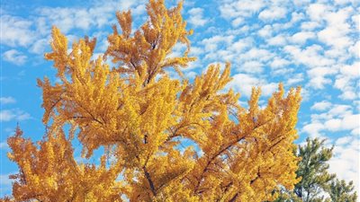 شجرتان تبثان رائحة خانقة في كاليفورنيا.. ما قصتهما؟