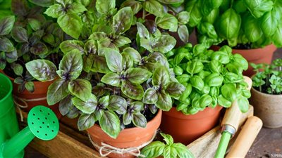 تفسير رؤية الريحان في المنام وعلاقته باستقرار الحياة الزوجية 