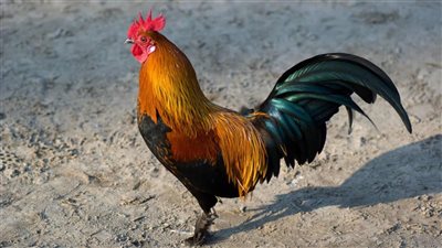 بشرى للعزباء والمتزوجة.. تفسير رؤية الديك الرومي في المنام 