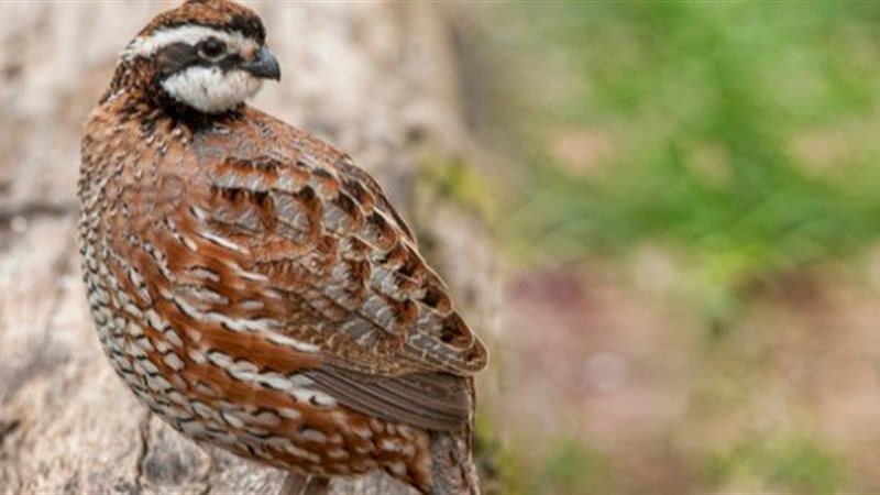 تفسير رؤية السمان في المنام