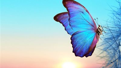 بشرى للعزباء والمتزوجة  .. تفسير حلم رؤية الفراشة في المنام لابن سيرين