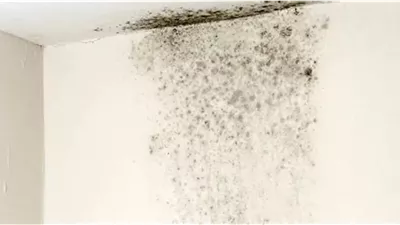 الأسباب والعلاج.. عفن الحوائط الخطر الخفي في منزلك