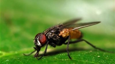 خير أم شر يقترب ؟ .. تفسير رؤية الذباب في المنام لإبن سيرين