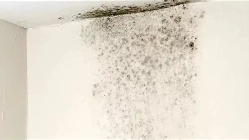 عفن الحوائط