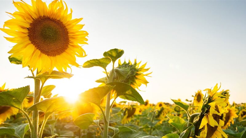 تفسير رؤية عباد الشمس في المنام