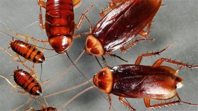  تفسير رؤية الصراصير في المنام وعلاقتها بالحسد والسحر