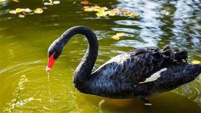 تفسير رؤية البجعة في المنام وعلاقتها بالأحزان والهموم 