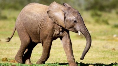 تفسير حلم ركوب الفيل في المنام وعلاقته بأداء فريضة الحج