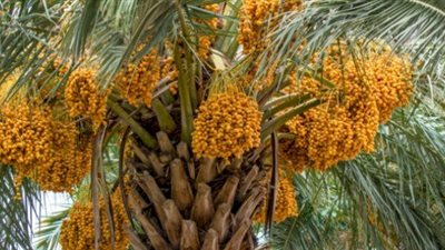 تفسير رؤية النخل في المنام وارتباطه بالعمر المديد 