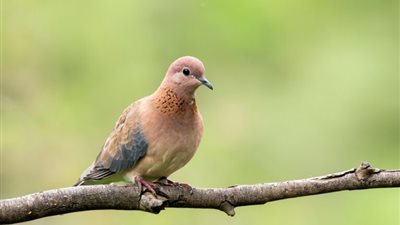 تفسير رؤية اليمامة في المنام  وعلاقتها بسماع الأخبار السعيدة 