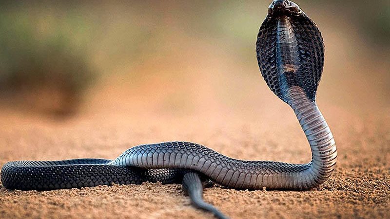 تفسير رؤية الثعبان الأسود في المنام