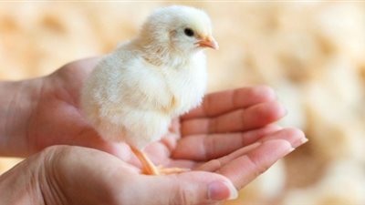 بشرى للعزباء والمتزوجة.. تفسير رؤية الكتكوت في المنام  