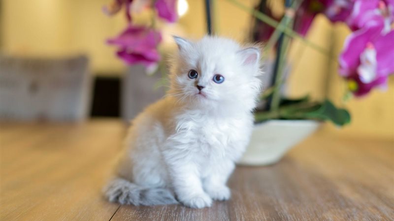 تفسير رؤية القط الأبيض في المنام 