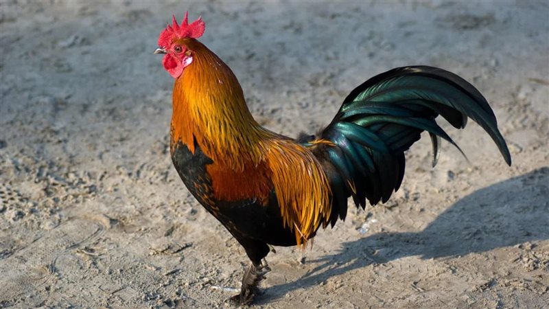 الديك الرومي