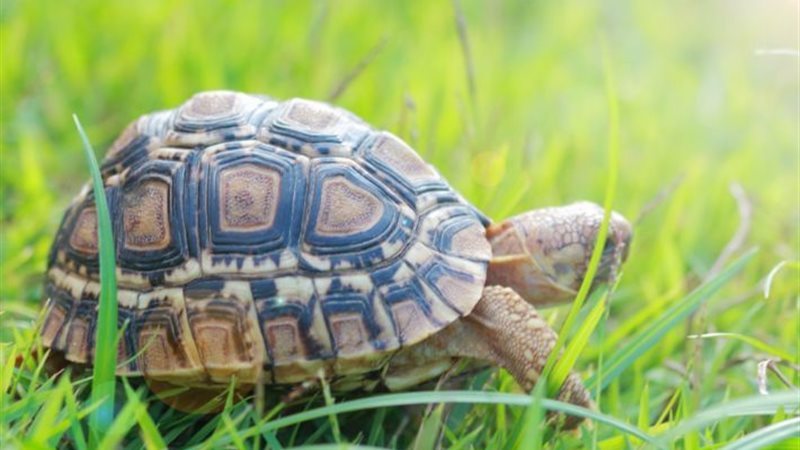 تفسير رؤية السلحفاة في المنام