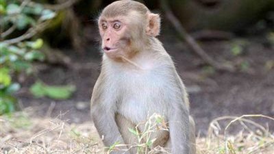 تفسير رؤية النسناس فى المنام وعلاقته بالذنوب والمعاصي