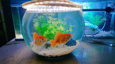 خير أم شر يقترب ؟ .. تفسير رؤية حوض السمك في المنام