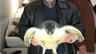 إنقاذ سلحفاة مهددة بالانقراض من الطبخ