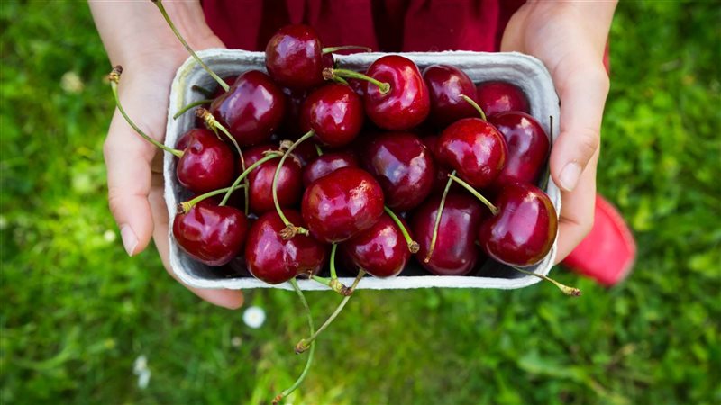 تفسير رؤية الكرز في المنام