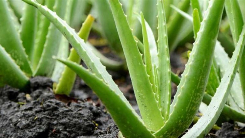 تفسير رؤية الصبار في المنام