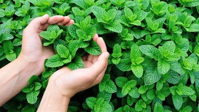 تفسير رؤية النعناع في المنام للعزباء والمتزوجة والحامل 