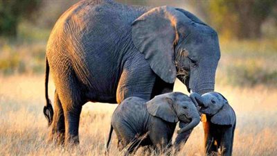   تفسير رؤية الفيل في المنام وعلاقته بأداء فريضة الحج 