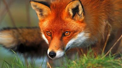 بشارة خير أم علامة شر؟.. تفسير رؤية الثعلب في المنام