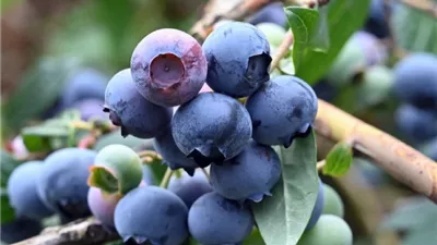 دراسة: التوت البري يعزز صحة القلب