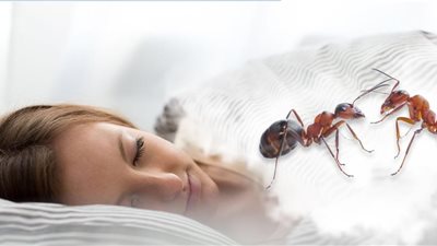 تفسير رؤية النمل الأسود في المنام للعزباء والمتزوجة