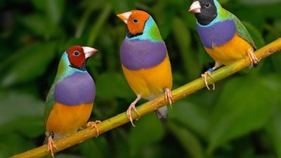 أخبار سارة.. تفسير رؤية العصفور في المنام لابن سيرين