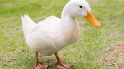 بشارة خير أم علامة شر؟  .. تفسير رؤية البط في المنام