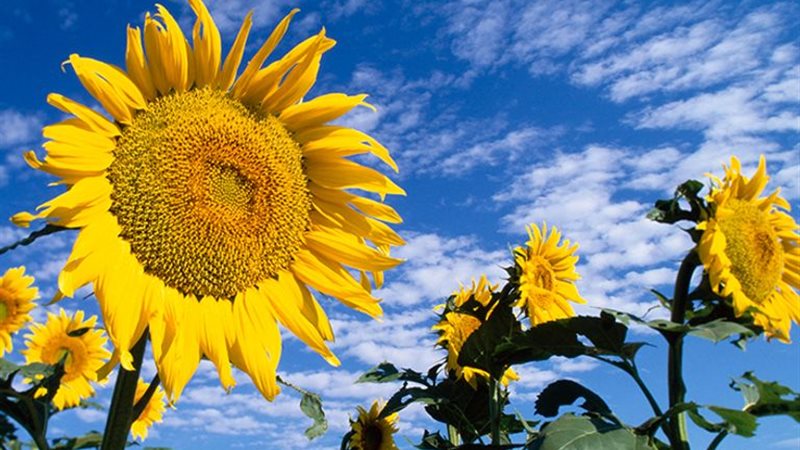 تفسير رؤية عباد الشمس في المنام