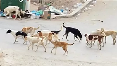 قناة مصرية تحذف حلقة عن الكلاب الضالة بعد إثارتها الجدل