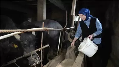 شابة تركية تترك حلم الوظيفة لتصبح «راعية جواميس».. قصة مشروع بدأ بـ7 رؤوس
