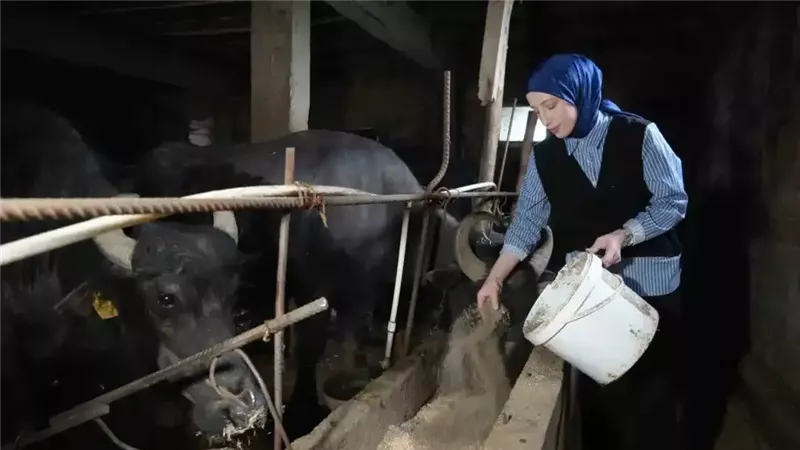 راعية الجواميس التركية إرأصلان