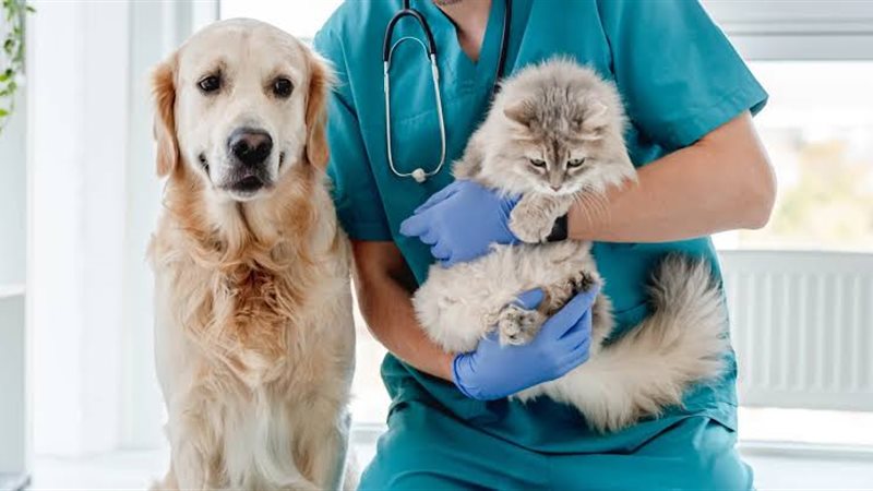 الطب البيطري