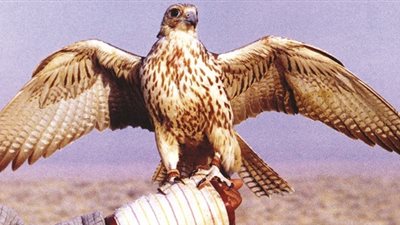 تفسير رؤية الصقر في المنام.. بين القوة والسلطة ورسائل الخير والتحذير