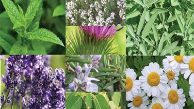 برلمانية تقدم طلب مناقشة حول تدني أسعار النباتات الطبية والعطرية