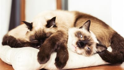 تفسير حلم القطط في منام المتزوجة 