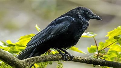  تفسير حُلم رؤية الغراب في منام المتزوجة والحامل  