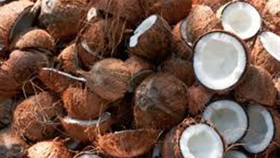 جوز الهند يُحسن مستوى السكر والكوليسترول في الدم 