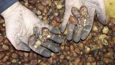 ضبط 91 طن تمر وياميش فاسدة خلال 24 ساعة