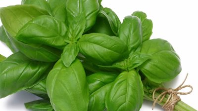 تفسير رؤية الريحان في المنام للعزباء والمتزوجة 