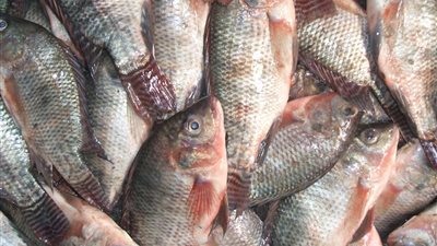 أسعار الأسماك تحافظ على استقرارها.. والبلطي يبدأ بـ17 جنيهًا 
