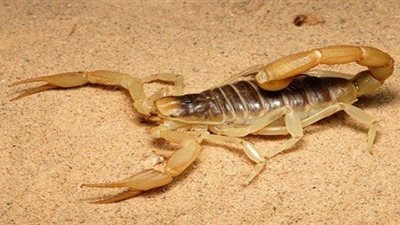 تفسير حلم العقرب في المنام للحامل والمتزوجة والعزباء 