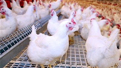 أسعار الدواجن اليوم الأحد 4-4-2021.. البيضاء بـ29 جنيها