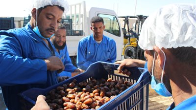 خلال افتتاح مهرجانها الدولي.. «الزراعة»: مصر الأولى عالميًا في إنتاج التمور