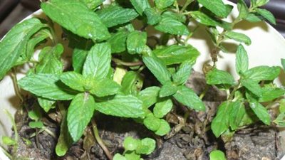 خطوة بخطوة.. طريقة زراعة النعناع في المنزل.. فيديو