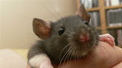 أغرب الرياضات حول العالم.. أبرزها «الفأر في البنطلون وشد الأذن»